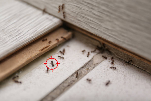 Best Commercial Pest Control Services  in Guttenberg, IA