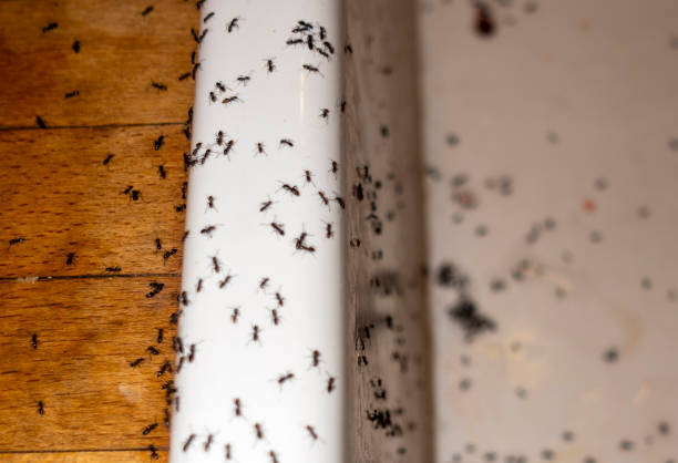 Best Cockroach Control Services  in Guttenberg, IA