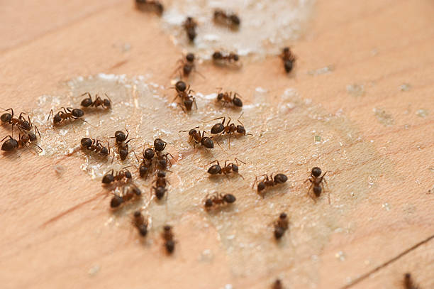 Best Pest Inspection Near Me  in Guttenberg, IA